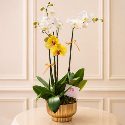Orchid Elegance